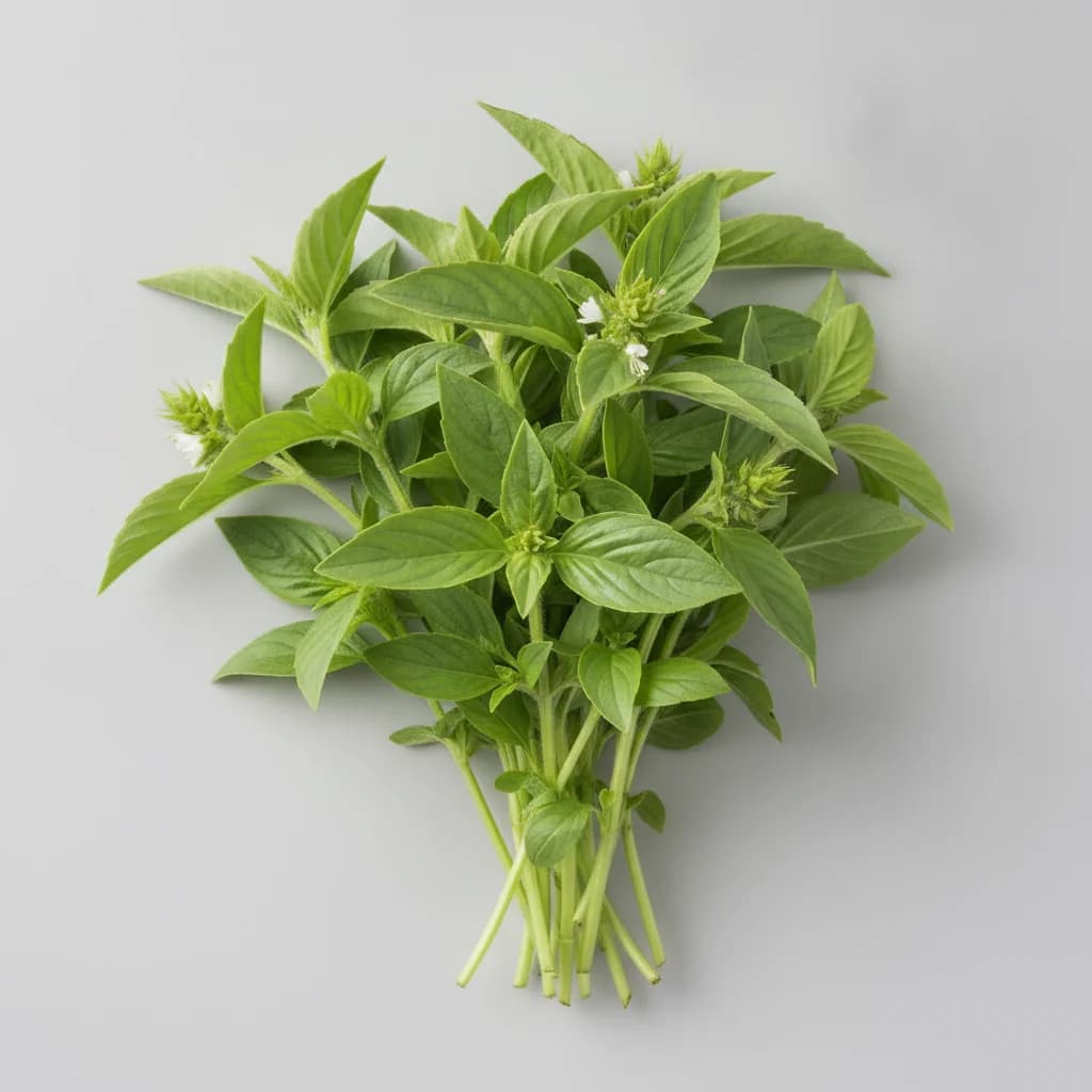 Herb category represented by Basil